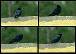 (03) fine feathered friend montage (day 3).jpg    (1000x720)    281 KB                              click to see enlarged picture